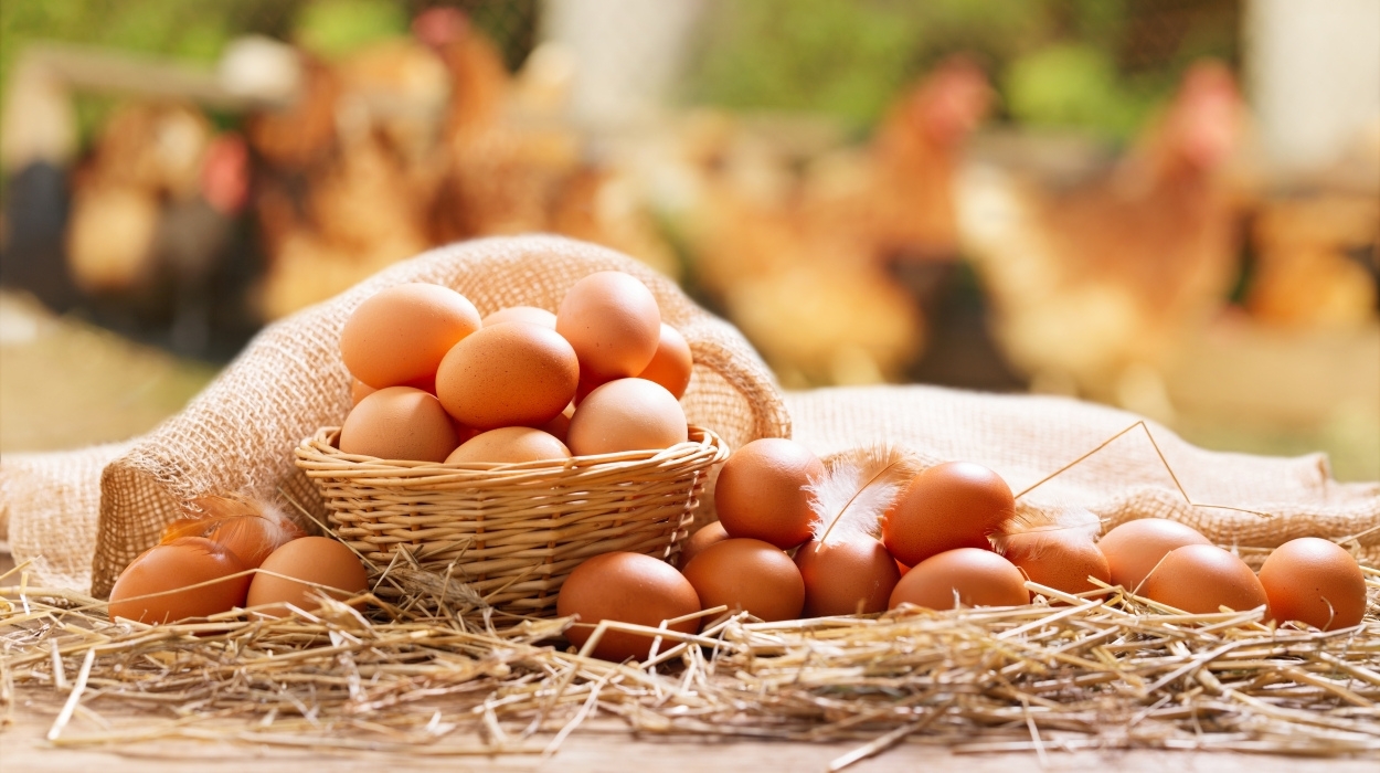 are eggs good for you
