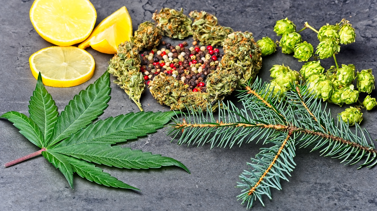 What Are Terpenes